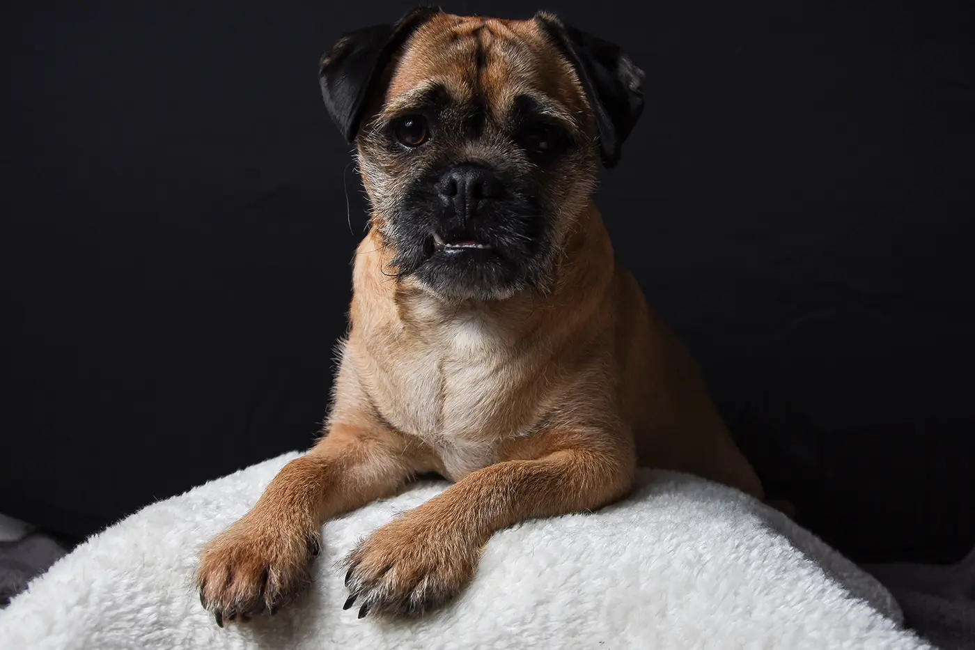 Home Pet Portraits