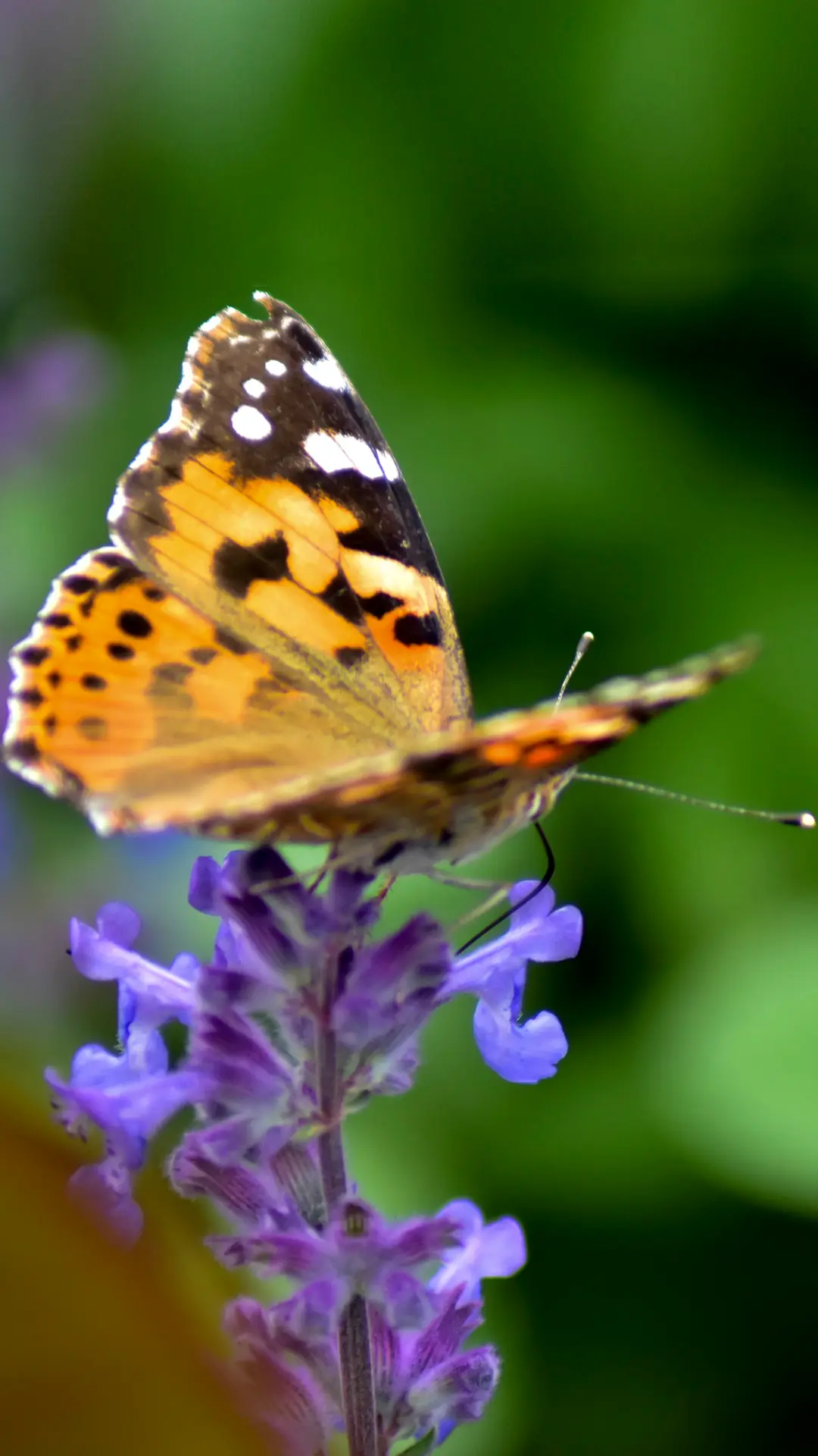 macro with tamron 30-300mm